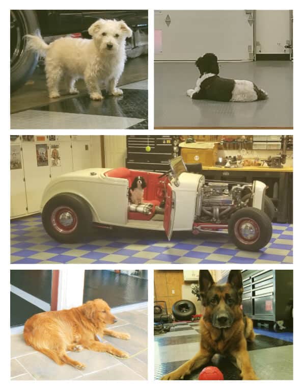 Adorable Dogs in Garages