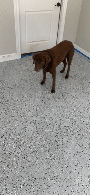 Brown dog walking on polyurea garage